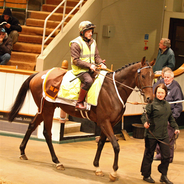 Motivado Selling at the Tattersalls Autumn Horses in Training Sale