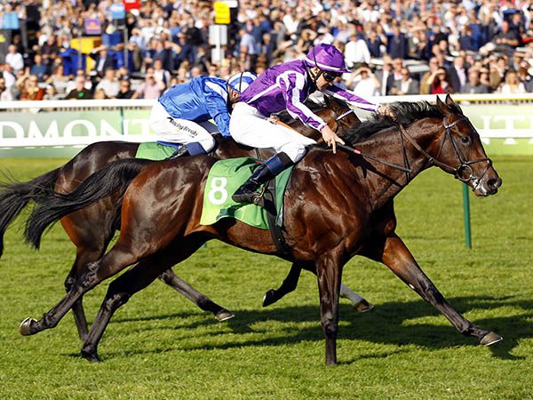 SEEKING SOLACE, dam of G1 July Cup winner TEN SOVEREIGNS (pictured) was purchased at the July Sale for 65,000 guineas 