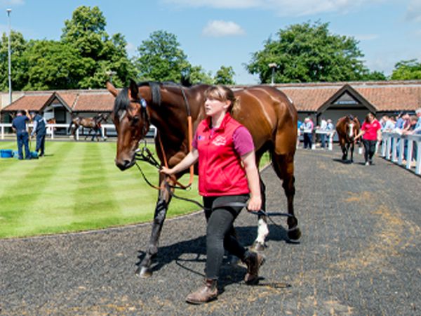 The Tattersalls Summer Sale will take place at Park Paddocks on Tuesday 18th July 