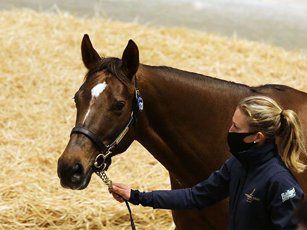 Beach Frolic lit up the Tattersalls December Mares Sale selling for 2,200,000 Guineas