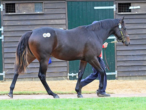 Lot 867: Kyllachy (GB) / Constitute (USA)