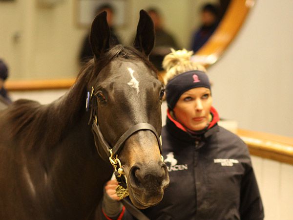 Last year's winner Chartreuse selling for 825,000 gns at the Tattersalls December Mare Sale