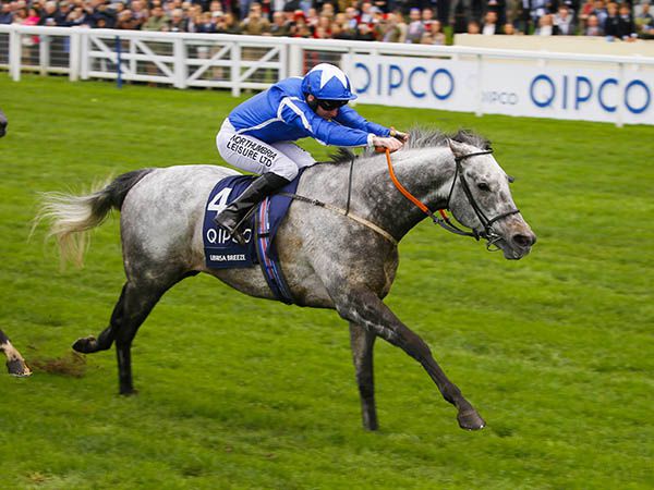 G1 winner LIBRISA BREEZE was purchased at the Autumn HIT Sale for 90,000 guineas