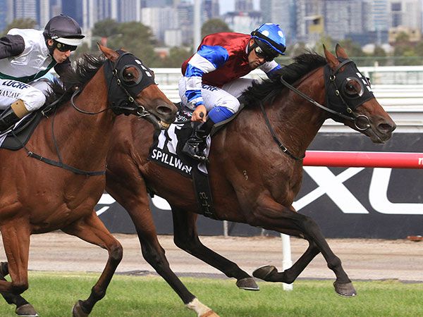 Spillway winning the G1 Australian Cup. His dam Flower Market was bought for 37,000 gns at the July Sale.  