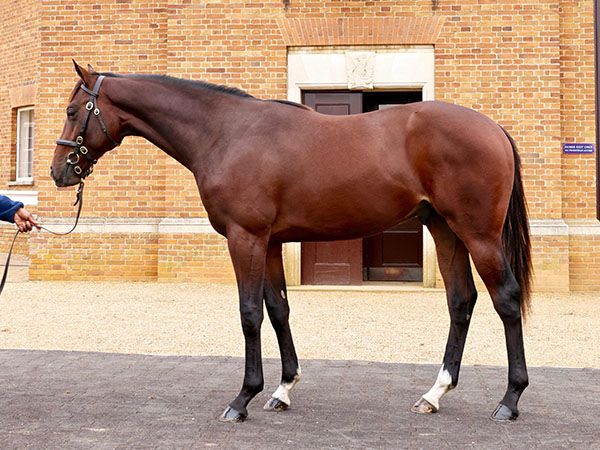Seductive Power at Book 1 of the Tattersalls October Yearling Sale 
