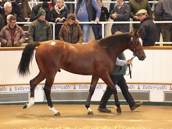Rostropovich Selling at Book 1 of the October Yearling Sale
