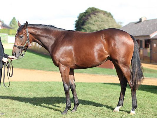 Willie John as a yearling