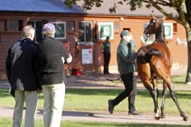 Yearling Inspections General 2