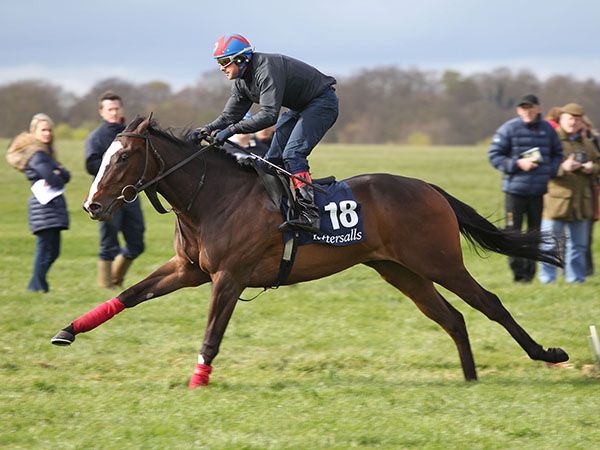 The Guineas Breeze Up Sale 'breeze' will take place on Wednesday 28th April at 9.00am