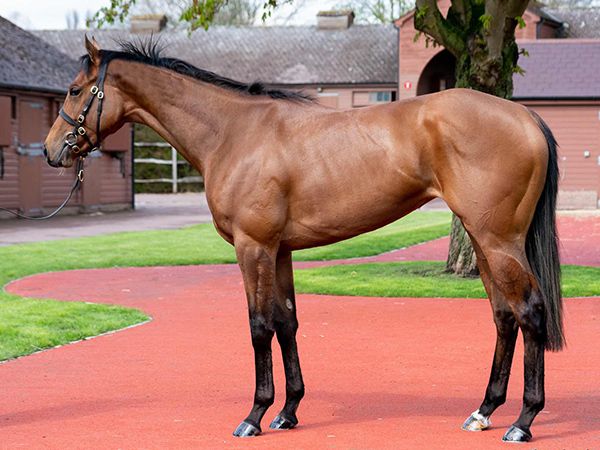 She's A Gambler at the Tattersalls Craven Breeze Up Sale