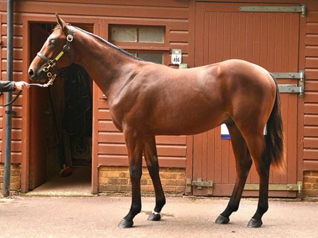 Glenfinnan as a yearling at Book 1 of the Tattersalls October Yearling Sale 