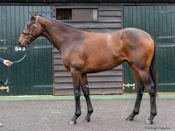 Enchanted Life pictured as a yearling at Book 1 of the Tattersalls October Yearling Sale 