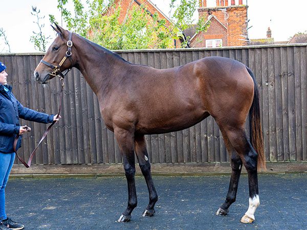 Lady Alara at Book 1 of the Tattersalls October Yearling Sale