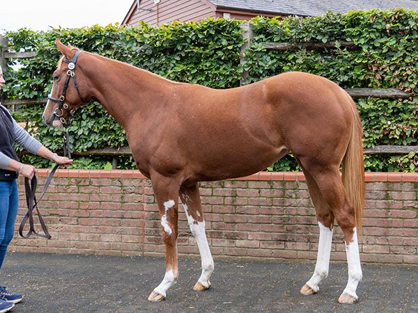 Mauiewowie at Book 1 of the Tattersalls October Yearling Sale 