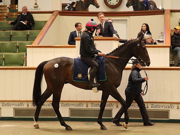 I'm A Gambler became the third highest priced lot ever sold at the Tattersalls Autumn Horses in Training Sale when selling for 850,000 guineas to Red Baron's Barn & Rancho Temescal 