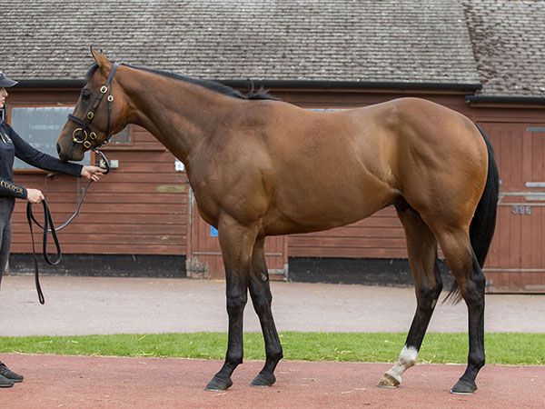 Walbank at the Tattersalls Craven Breeze Up Sale 