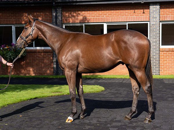 Chuzzlewit was bought by Kevin Ryan for 450,000 guineas at Book 1 of the Tattersalls October Yearling Sale 