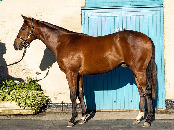 Lieber Power was purchased by SackvilleDonald for 200,000 guineas at Book 1 from the draft of Hazelwood Bloodstock. 