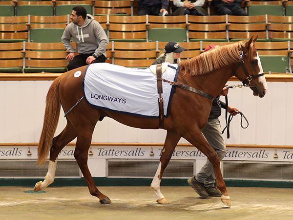 Lot 47: Munnings (USA) / Separate Forest (USA) 