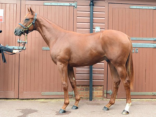 Aragon Castle as a yearling at Book 1 of the Tattersalls October Yearling Sale 
