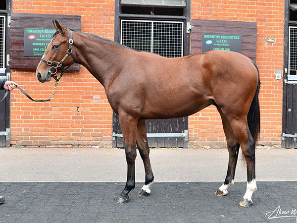 Al Musmak as a yearling at Book 1 of the Tattersalls October Yearling Sale 