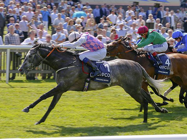 AMAZING MARIA winning the G1 Falmouth Stakes