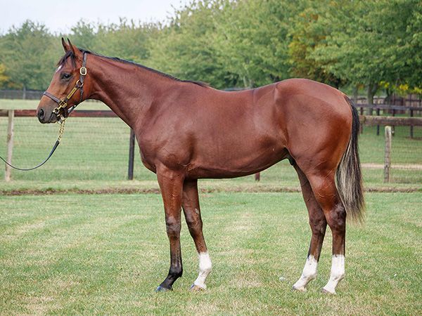 The Euphrates, pictured as a yearling, shed his maiden tag in impressive fashion at Gowran Park 