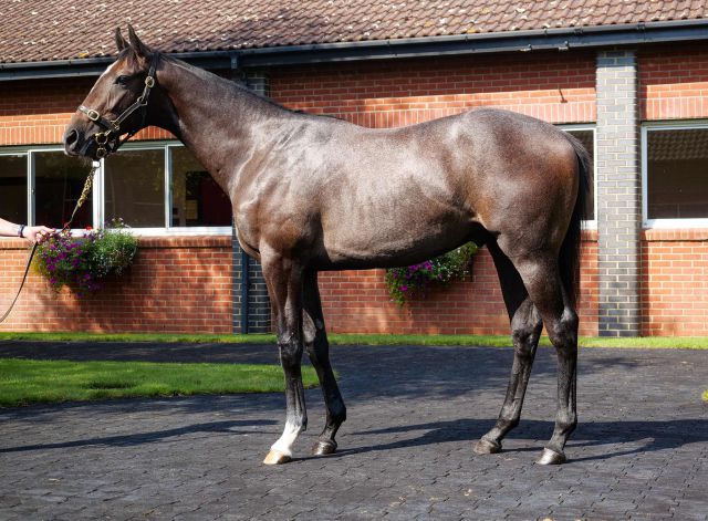 Berkshire Shadow at Book 1 of the Tattersalls October Yearling Sale