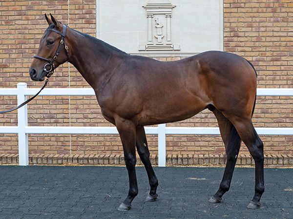 Catch The Paddy pictured as a yearling at Tattersalls October Book 1