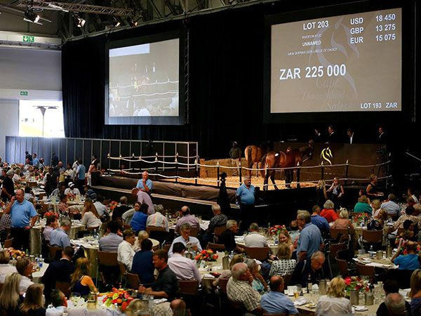 The 2023 CTS ‘Cape Premier Yearling Sale powered by Tattersalls’ will return to the Cape Town International Convention Centre
