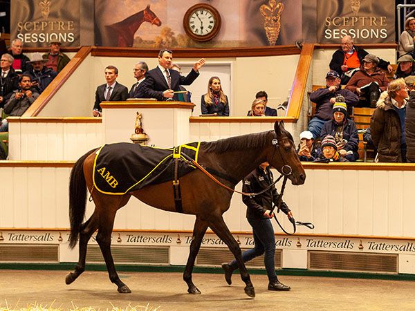 ALCOHOL FREE’s 5,400,000 guineas sale was the highest auction price in the world this year for a filly in training.  