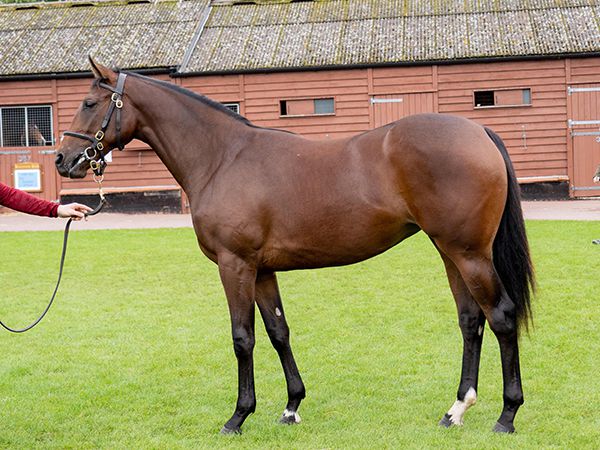 Eximious at Book 1 of the Tattersalls October Yearling Sale 