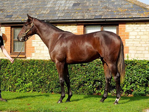 Good American as a yearling at Tattersalls October Book 1