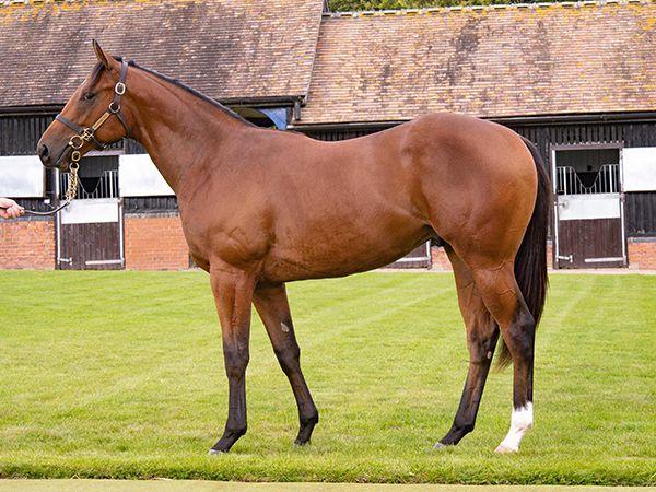 Military was purchased by MV Magnier & White Birch Farm at Book 1 of the Tattersalls October Yearling Sale 