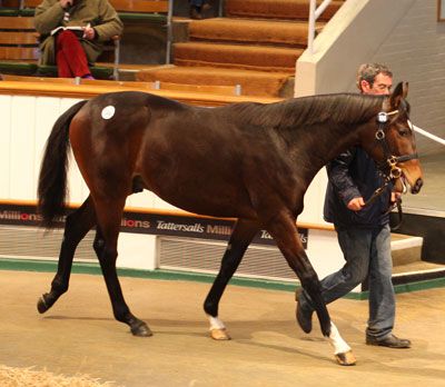 LOT 186: GALILEO - GOLDEN CORAL 