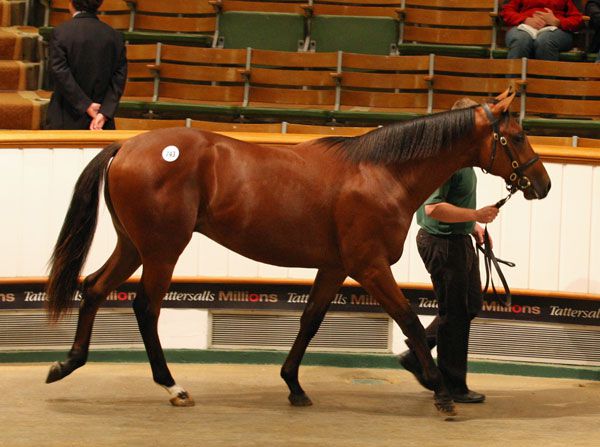 Lot 743: Acclamation (GB) / Intrepid Queen (USA) 