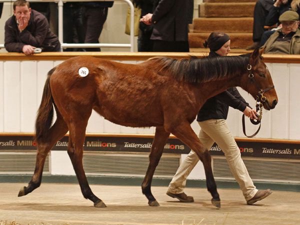 Lot 761: Sea The Stars (IRE) / Our Queen of Kings (GB) 