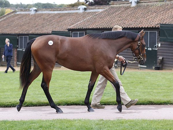 The Dubawi filly out of Loveisallyouneed. The World's most expensive yearling in 2015.  