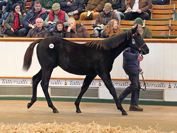 Lot 507: Lethal Force (IRE) / Ha'penny Beacon (GB) 