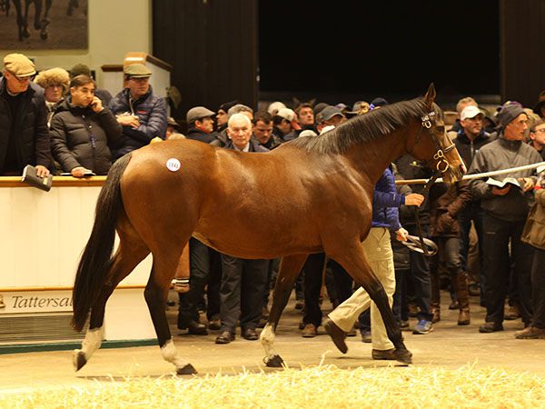 Lot 1541: The Miniver Rose (IRE) 