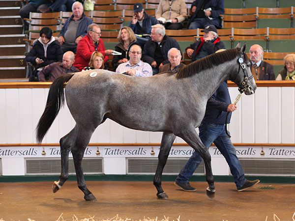 Lot 1642: Lethal Force (IRE) / If So (GB) 