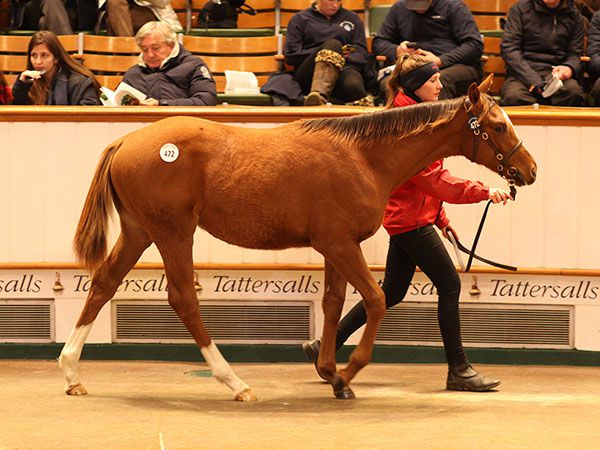 Lot 472: Kyllachy (GB) / Amicable Terms (GB) 