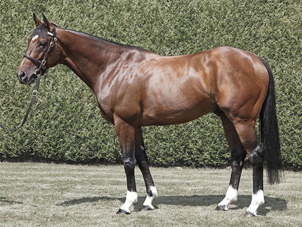 Frankel who has four foals catalogued. (Picture copyright Trevor Jones) 
