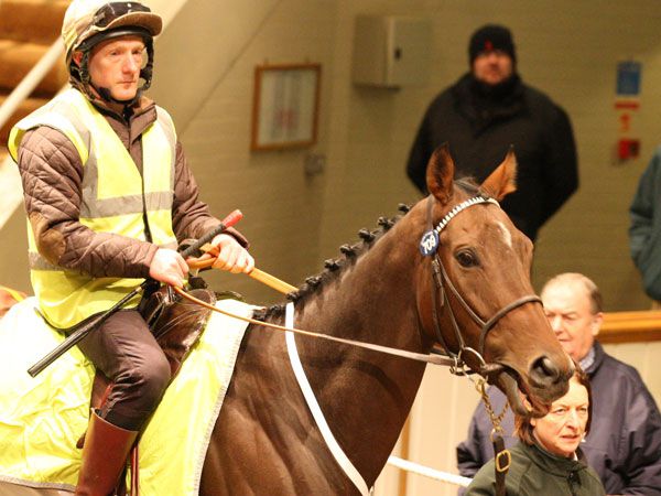 Motivado Selling at the Tattersalls Autumn Horses in Training Sale 