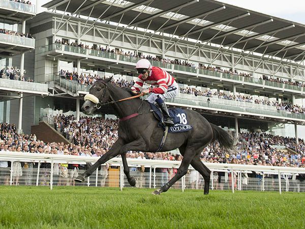 16,000 gns October Book 2 purchase MECCA'S ANGEL winning the G1 Nunthorpe Stks 