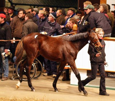 TREASURE BEACH being sold as a foal at Tattersalls 