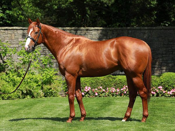 Justify has five yearlings catalogued at Tattersalls October Book 1