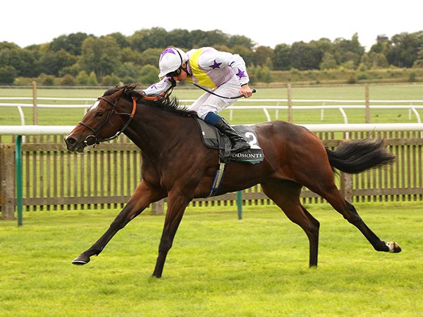 Group 1 Cheveley Park Stakes winner LEZOO was purchased at Book 3 of the Tattersalls October Yearling Sale for 77,000 guineas. 