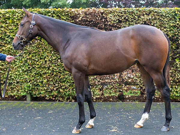 Unreasonable at Book 1 of the Tattersalls October Yearling Sale 