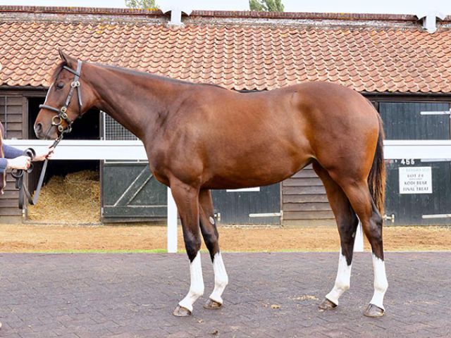 Premiere Beauty at Book 1 of the Tattersalls October Yearling Sale last year.  